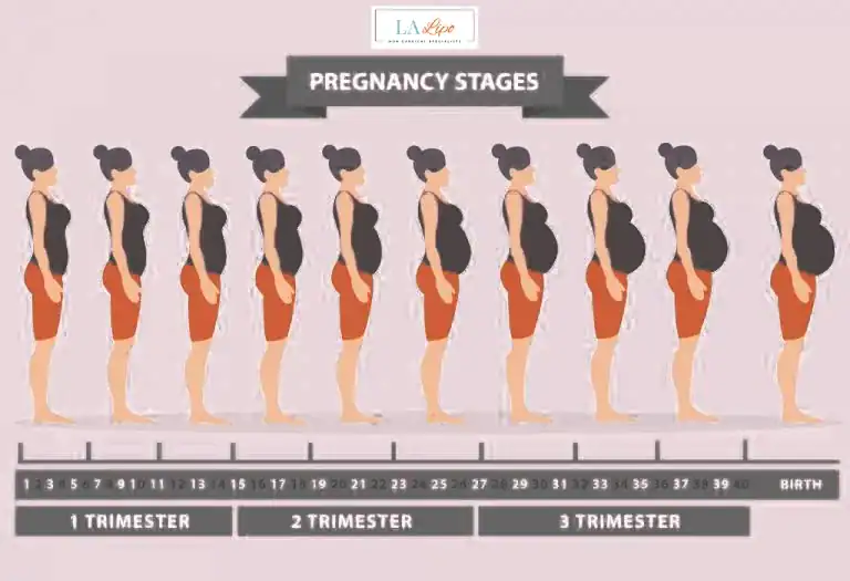 First Trimester (Weeks 1–12): Early Changes You Might Not Notice Livingston